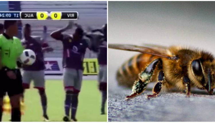 abejas en partido de futbol