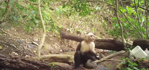 monos capuchino / Fuente: Youtube @Biorvix