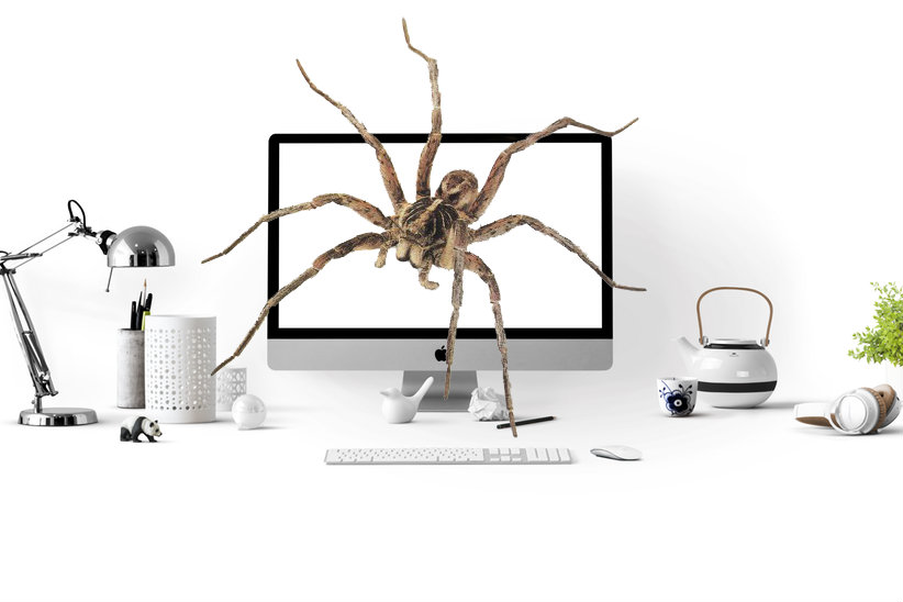 araña vive dentro de una computadora / @Pexels, GoDaddy