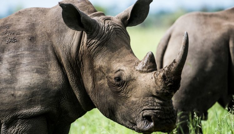 rinocerontes en peligro de extinción / Fuente: @Pexels