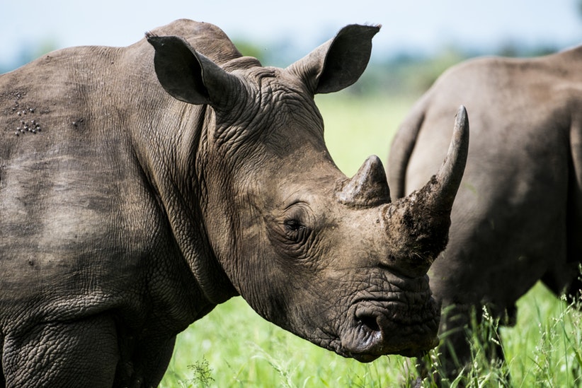 rinocerontes en peligro de extinción / Fuente: @Pexels