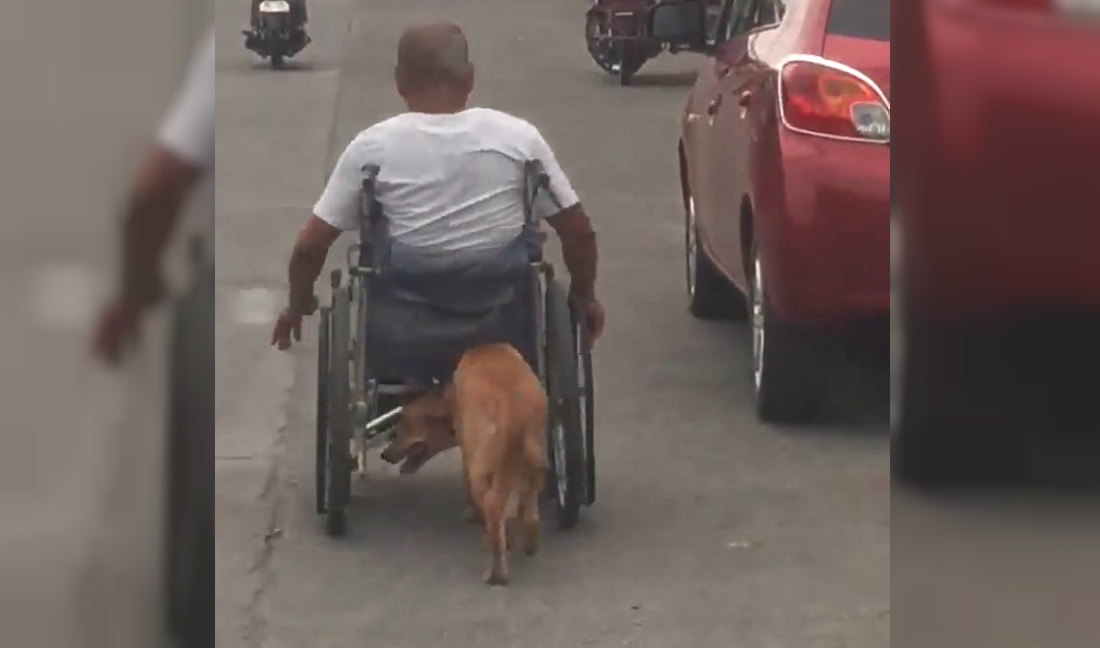 perro empuja silla de ruedas