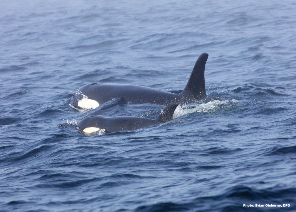 orca / Fuente: Twitter @DFO Pacific