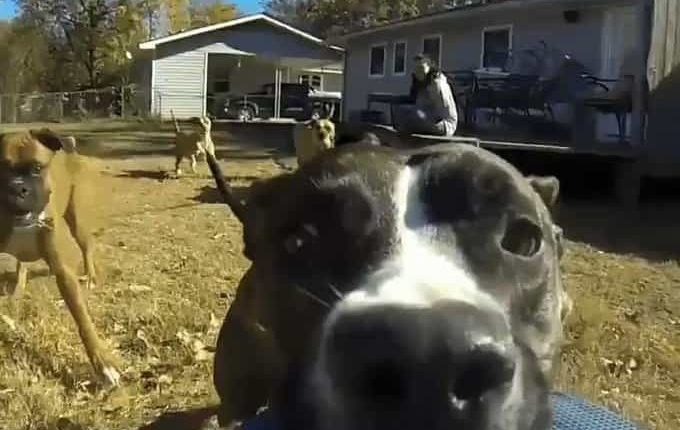 perro roba y huye con camara