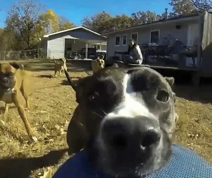 perro roba y huye con camara