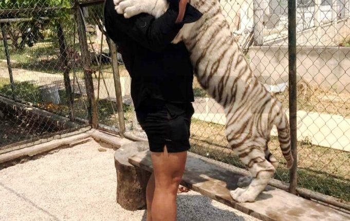 tigre-bengala-ataque-6-681×683