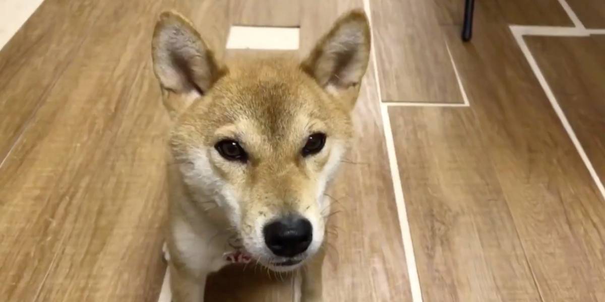 perro sabe hablar en japonés