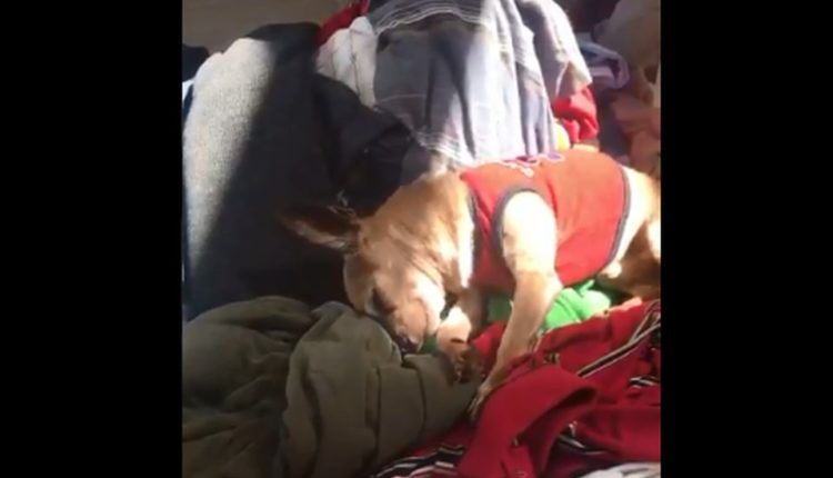 perrito llora ropa dueño