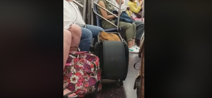 Mascotas tiernas y este perrito que viaja dentro de una maleta en el metro. Noticias en tiempo real