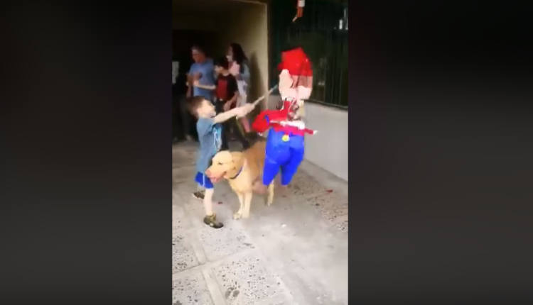 perrito se roba la fiesta / Fuente: Facebook @Chuchito GT