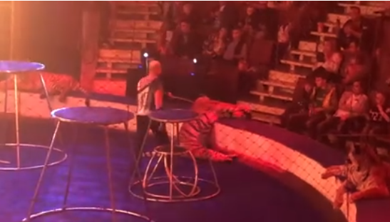 ¡Indignante! Tigre se convulsiona en circo y domador reacciona de forma cruel. Noticias en tiempo real