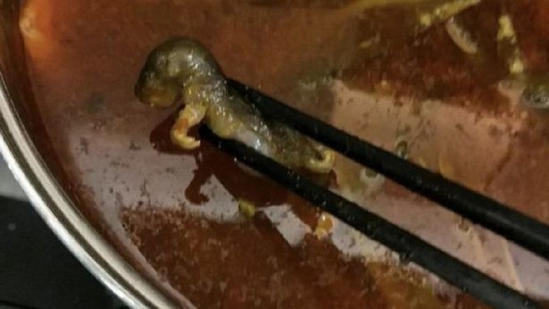 ¡Grotesco! Mujer embarazada encuentra una rata muerta en su sopa. Noticias en tiempo real
