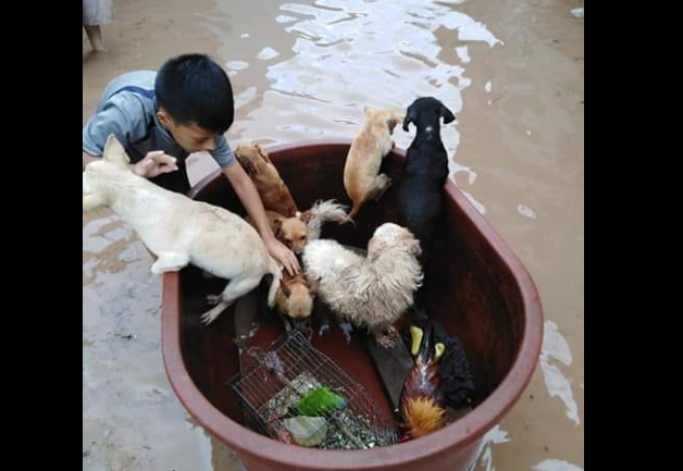 Jostyn Dilan salva animales