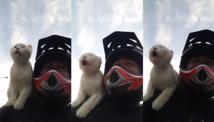 gato motociclista/ Fuente: Facebook @Raja Lepak