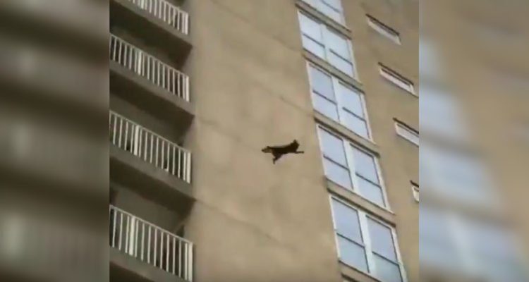 mapache cae de noveno piso