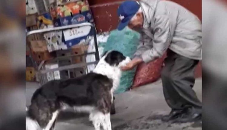 perrito abuelo agua