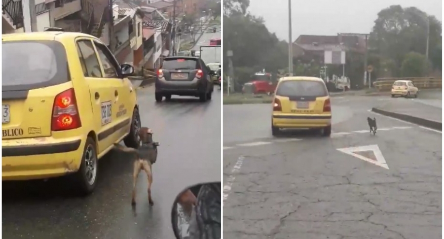 perro persigue taxi