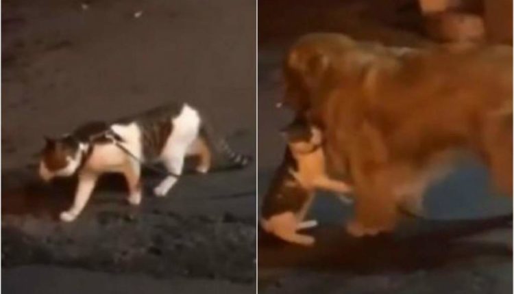 perro separa a gatos