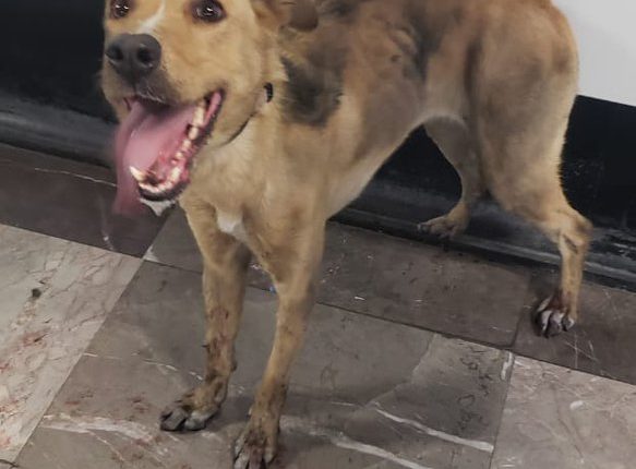 Perrito desesperado toca el cláxon para que su dueño lo rescate