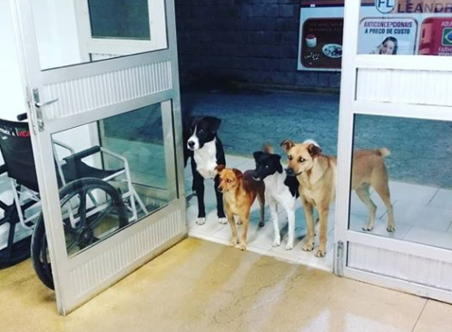 Perros esperan a su dueño indigente fuera del hospital