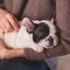 perros mujeres sueño