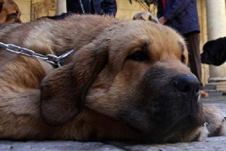 ¡Terrible! Arrastran a un perro atado a una camioneta