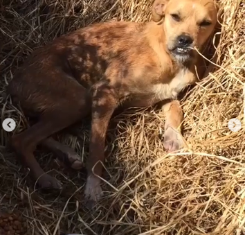 perro dentro de un costal