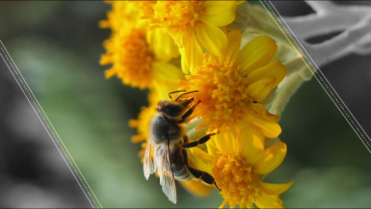 Las abejas son declaradas como el ser vivo más importante del planeta. Noticias en tiempo real