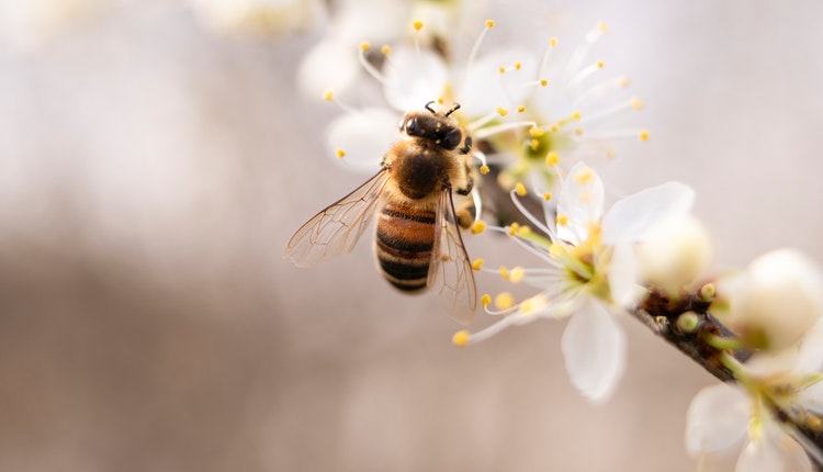 veneno de abeja