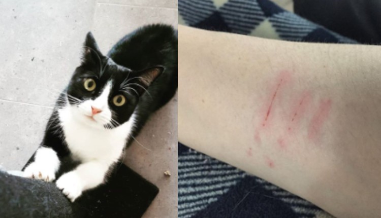 rasguño de gato