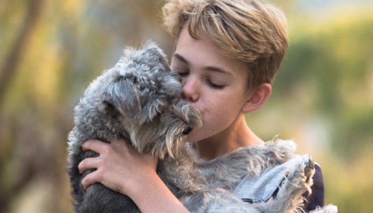 besar a tu perro mascota cancer de estomago