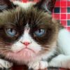 grumpy cat