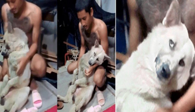 perrito finge estar muerto