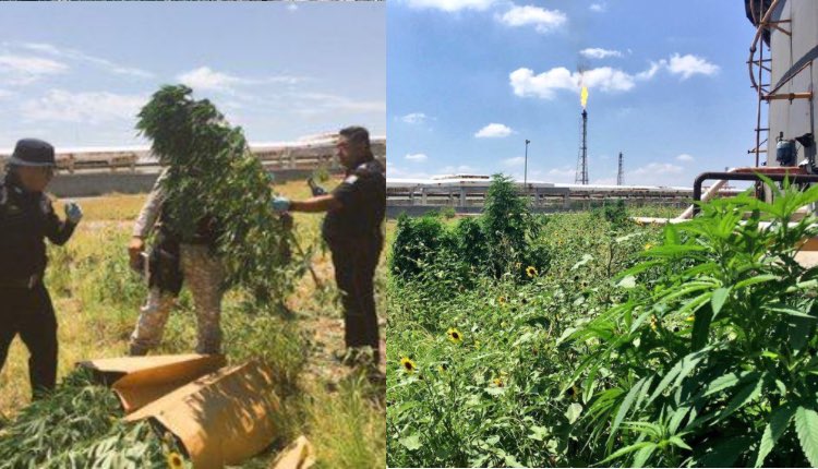 Destruyen plantas de marihuana encontradas en refinería de Pemex. Noticias en tiempo real