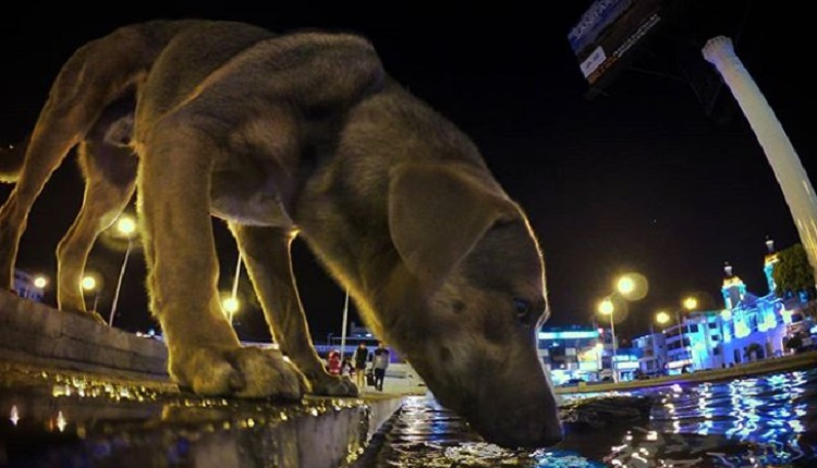 Modelo ofrece fotos íntimas a cambio de rescatar perros maltratados. Noticias en tiempo real