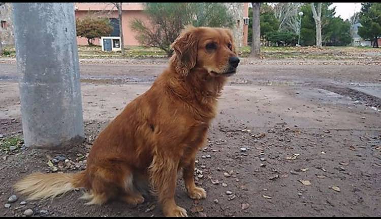 perrita espera a su dueño en la carcel de argentina