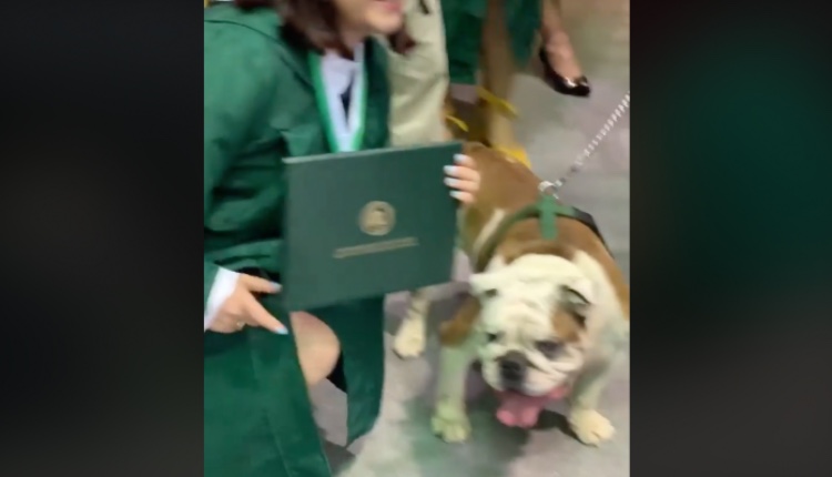 perro muerde diploma puerto rico