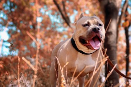 Increible Pitbull Salvo A Bebe De Incendio Al Arrastrarla Del Panal Starmedia