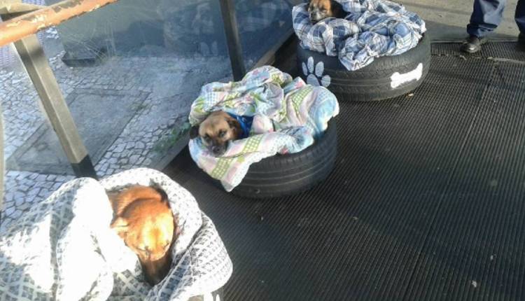perritos callejeros camas con llantas de auto