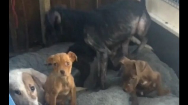 VIDEO: Denuncian a mujer animalista que maltrató a perros que rescató. Noticias en tiempo real