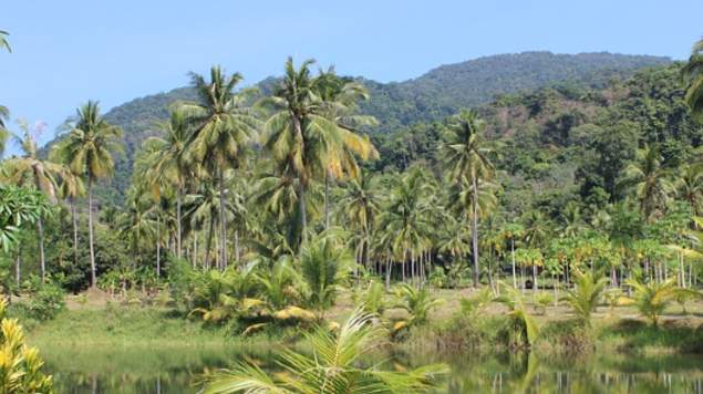 arbol amazonas incendios