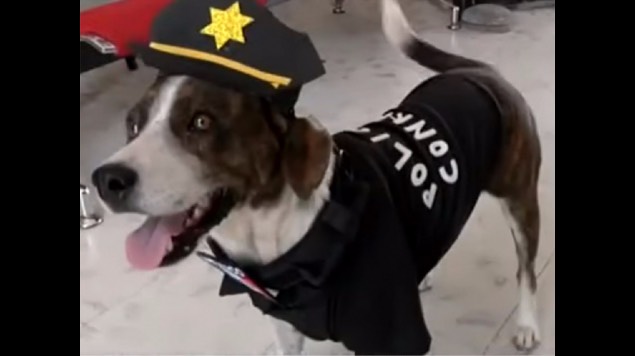 chilaquil perro policía yucatán