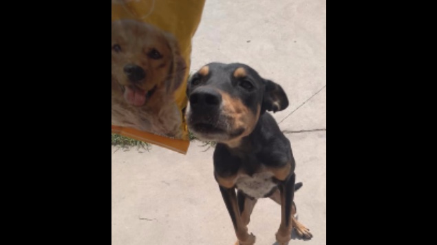 perro bolsa croquetas