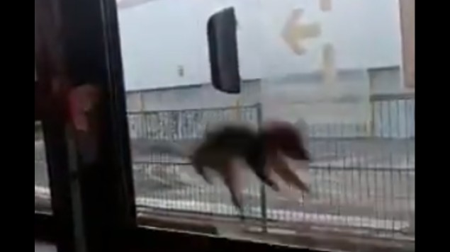 raton micro transporte