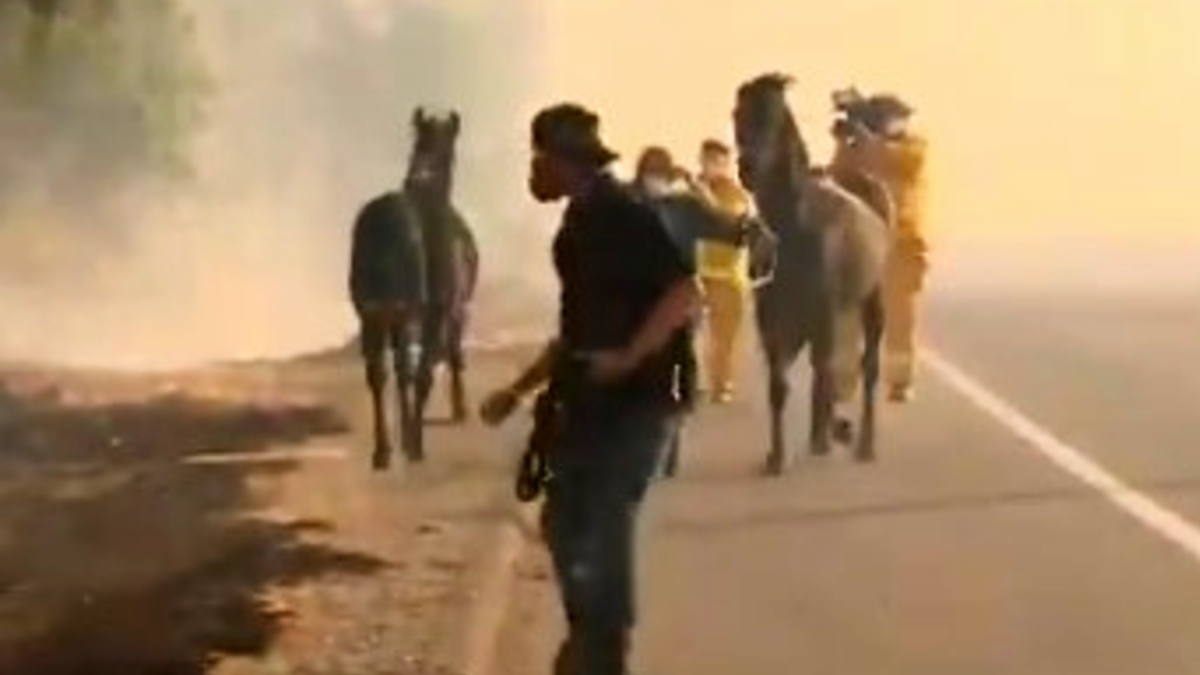 caballo rescate incendios california