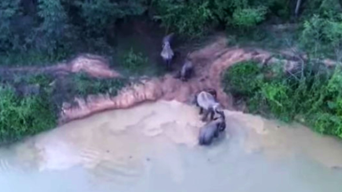 elefantes mueren tailandia
