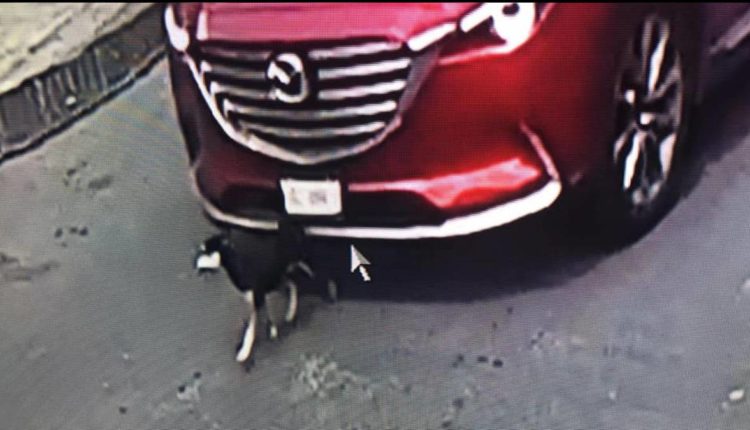 perrito atropellado agricola oriental