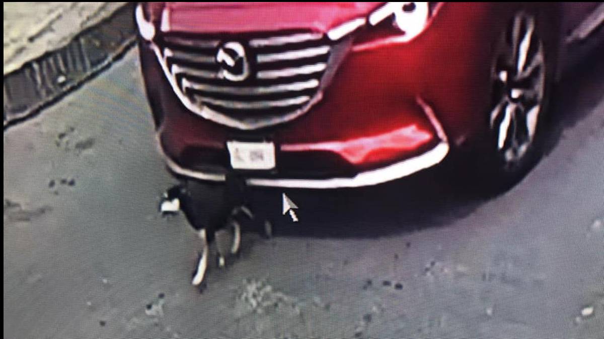 perrito atropellado agricola oriental