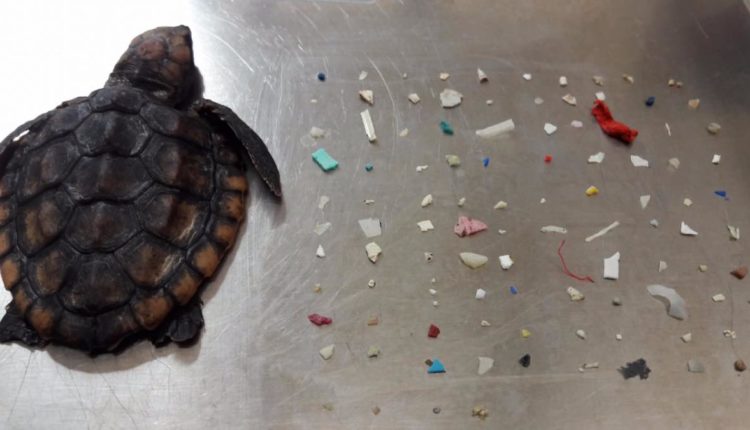tortuga muere plástico
