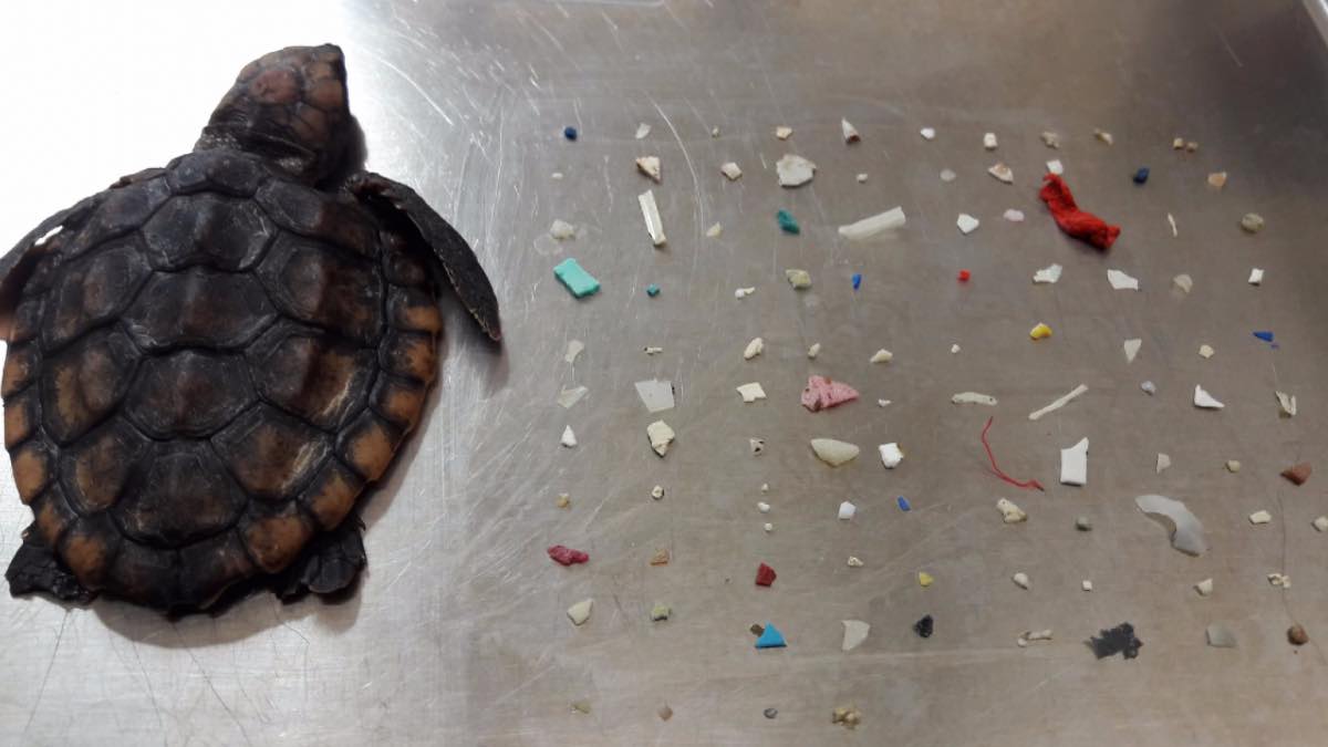 tortuga muere plástico